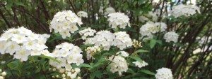 close up of white spirea