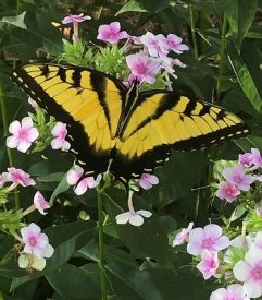 Garden Phlox and butterfly