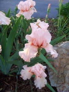 pink iris bloom up close