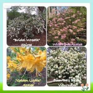 collage of native azaleas na variety of colors