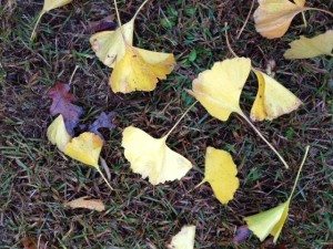 yellow ginkgo leaves falling to the ground 