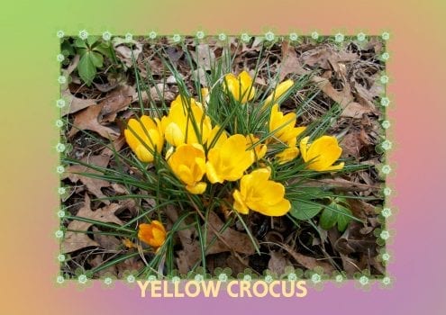 yellow crocus