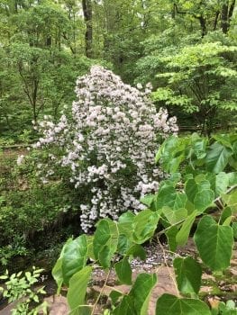native shrub covered with white cluster blooms