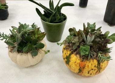 3 pots of succulents at Oct. meeting