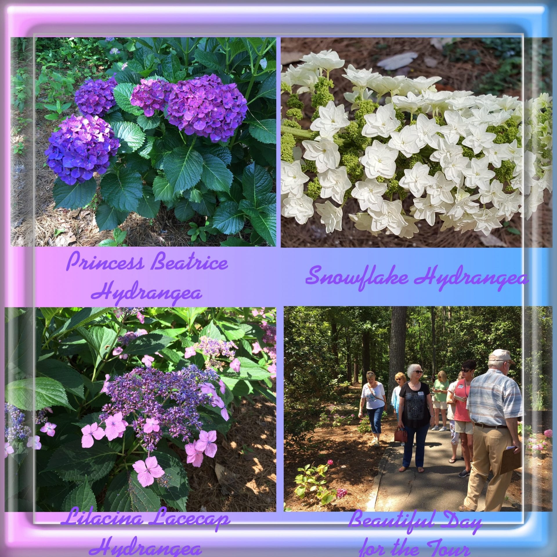 Collage of hydrangea bushes. purple and white