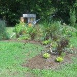 an evolving caterpillar garden
