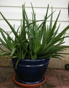 Aloe Vera