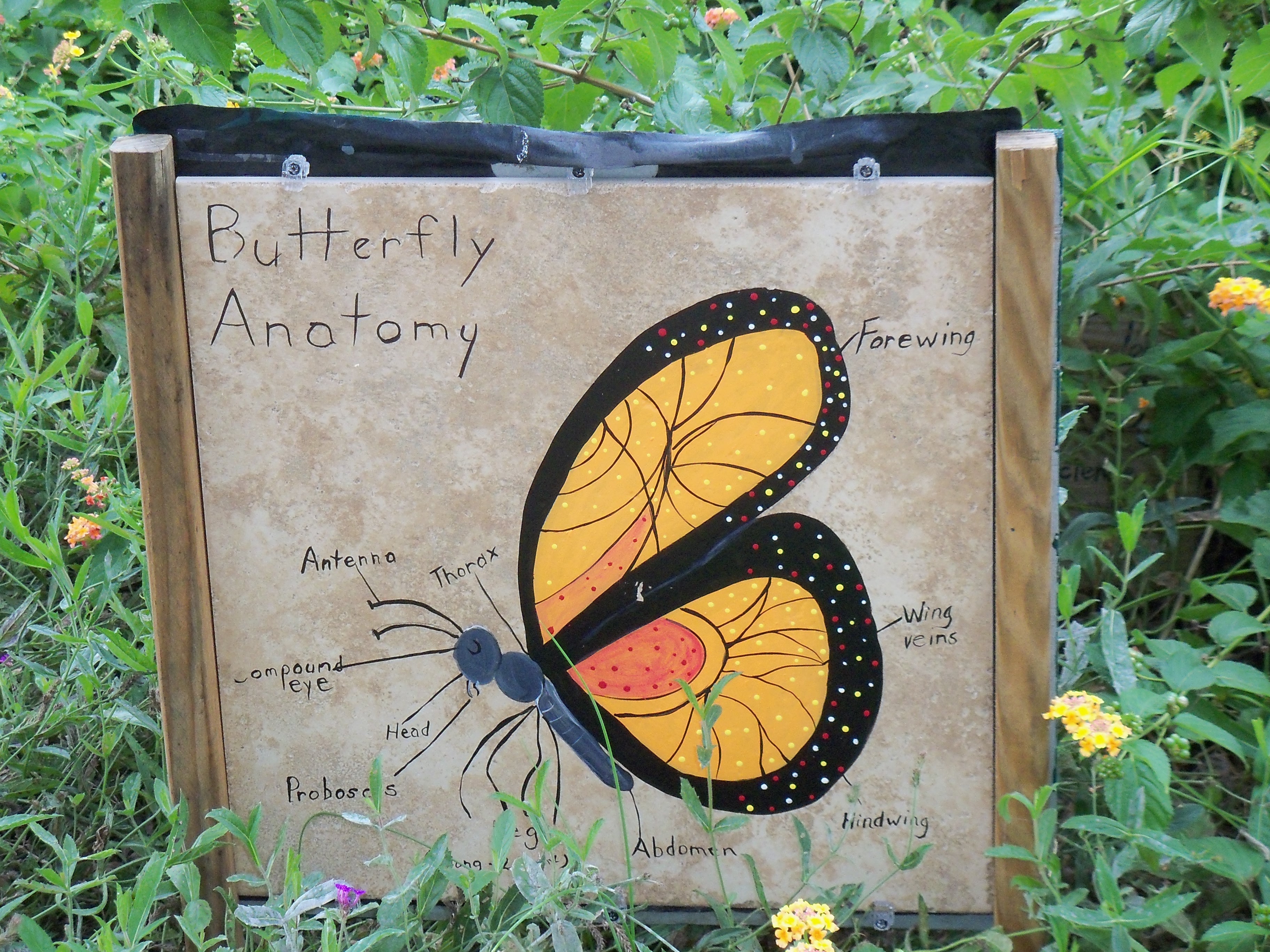 butterfly anatomy
