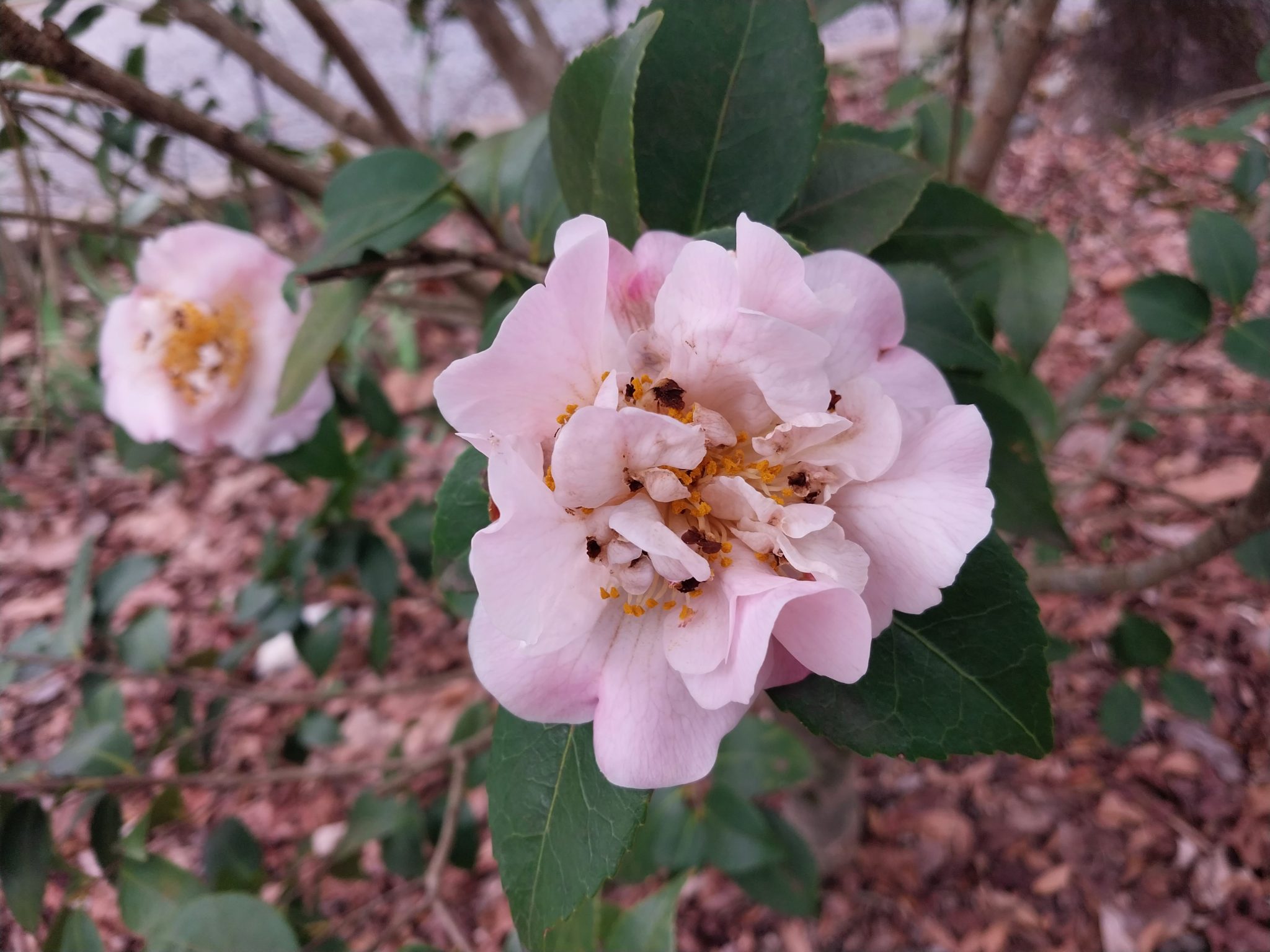  Autauga County Master Gardeners Alabama Cooperative Extension