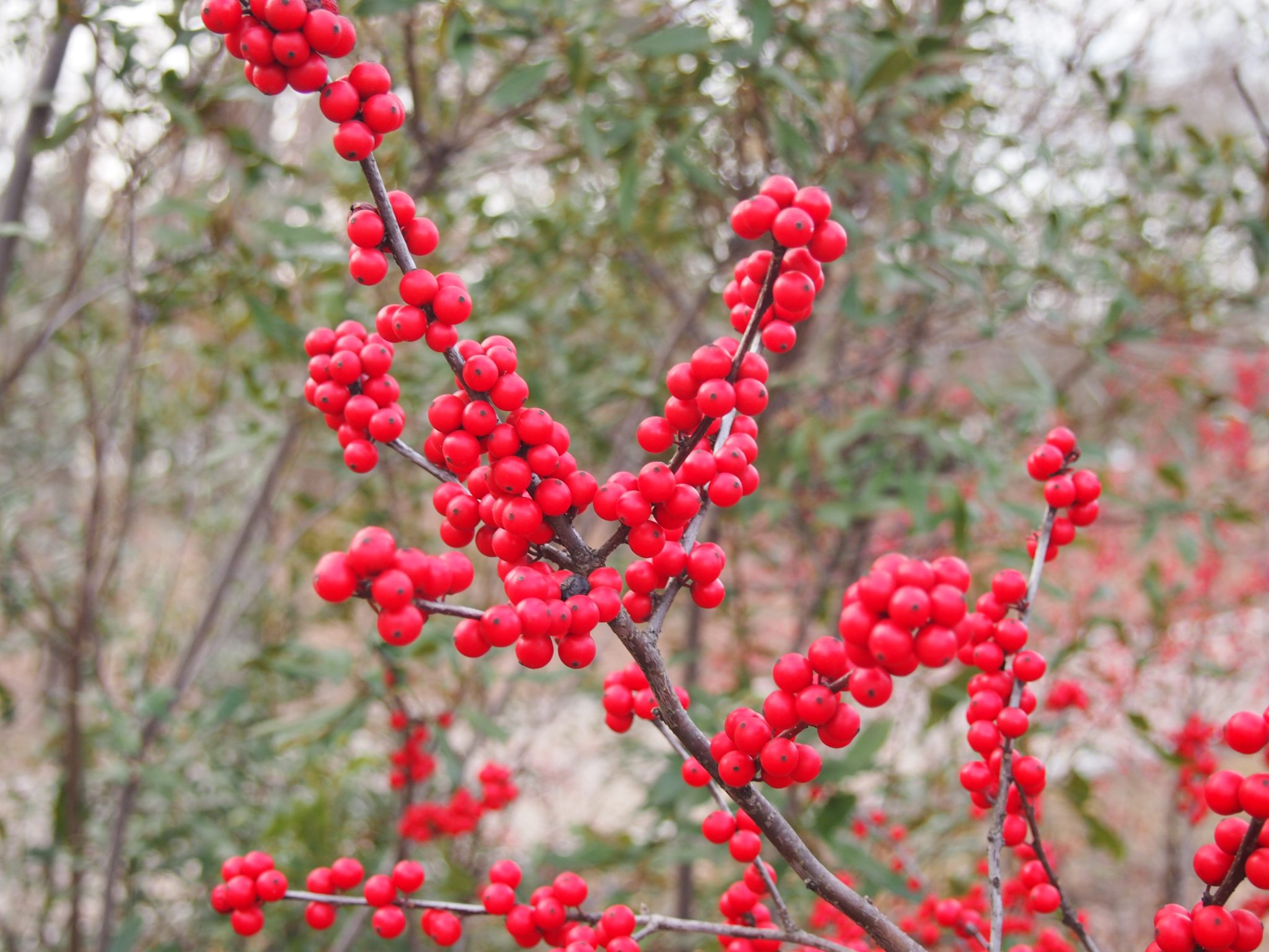 winterberry-holly-scaled