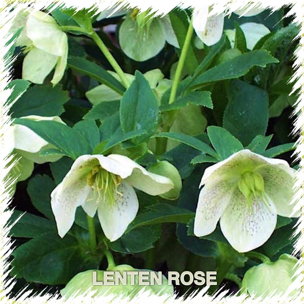 Lenten Rose, white flowers
