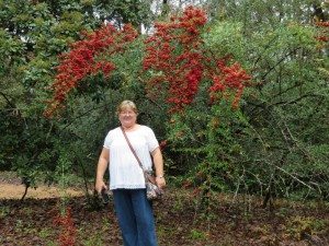 Paula and pyracantha with orange red berries