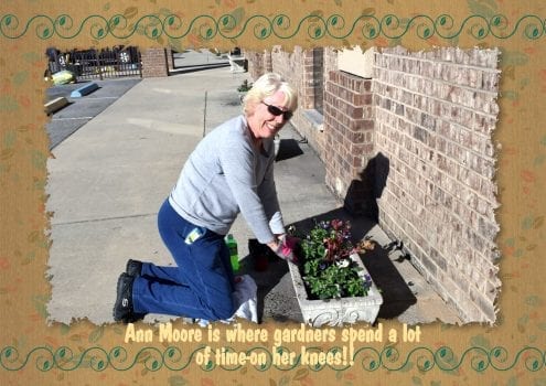 Ann Moore planting pansies