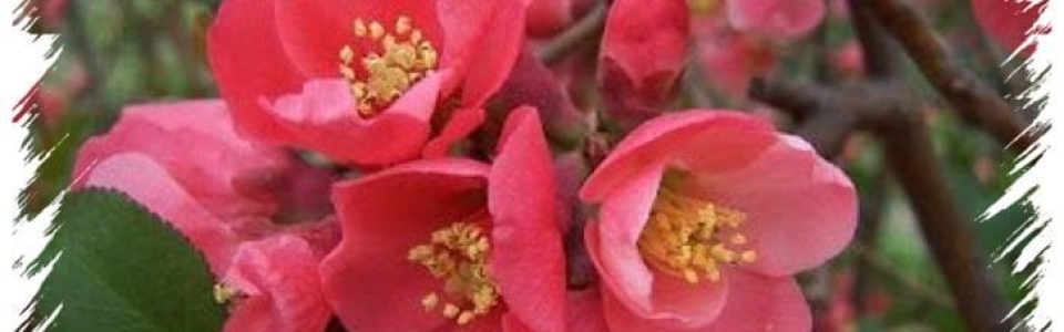 March Gardening Activities