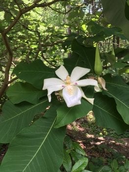 Magnolia ashe in wildflower garden with large white bloom