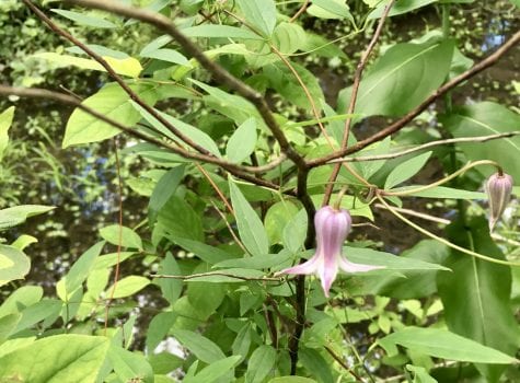 Native clematis with bell shaped lavendar flower