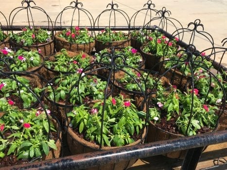 Flower baskets to hang in Jemison