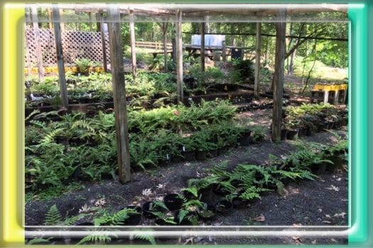 Fern nursery at BBG, rows of pots of ferns
