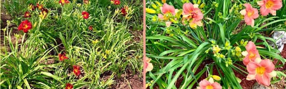 June Gardening Activities