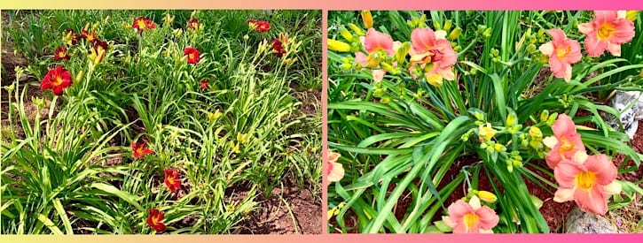 June Gardening Activities