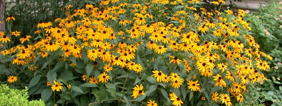 sunflowers in garden